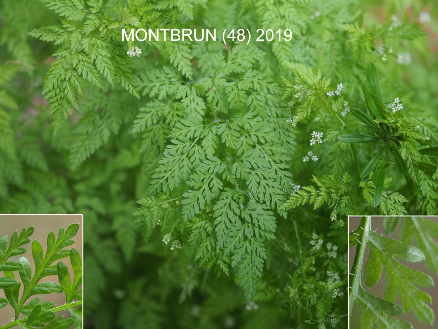 Bur Chervil leaf